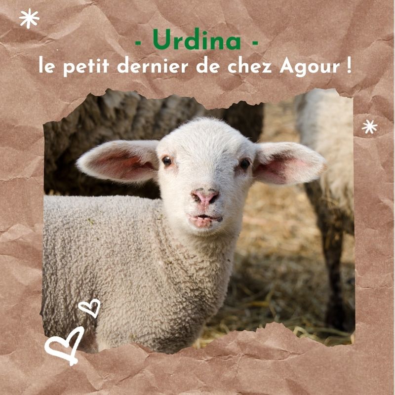 le dernier né de la maison Agour : Urdina !